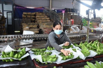 Bộ trưởng Lê Minh Hoan: Cơ hội cho sản xuất và xuất khẩu chuối Việt Nam