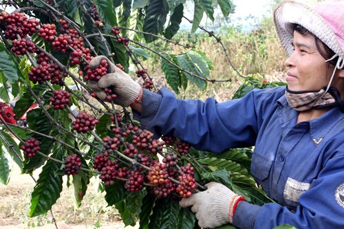Nắm bắt lợi thế, cà phê Việt chinh phục kỷ lục mới