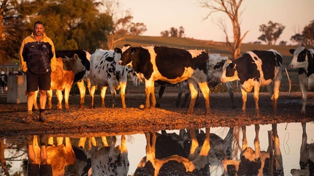 Khủng hoảng sữa bò khắp thế giới