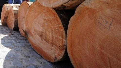 Thông tin về tính hợp pháp của gỗ nhập khẩu từ châu Phi còn hạn chế