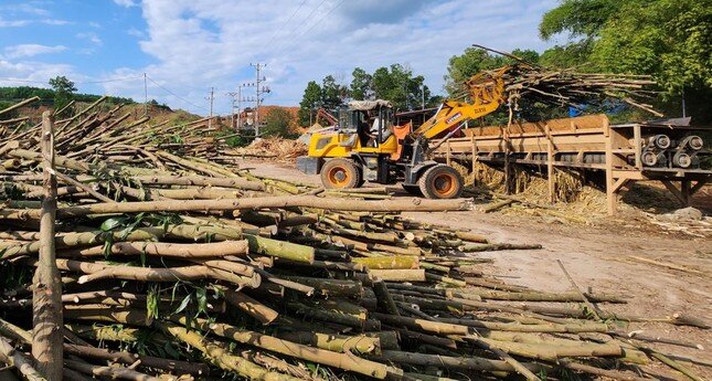 Doanh nghiệp gỗ 'tắc thở' vì sụt giảm đơn hàng, chậm hoàn thuế VAT