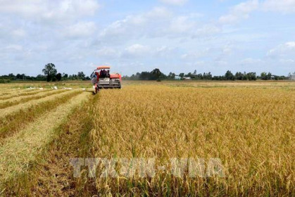 Xuất khẩu gạo của Việt Nam đầu năm 2023 sẽ thuận lợi