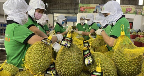 Rau quả Việt Nam xuất khẩu Trung Quốc tăng vọt