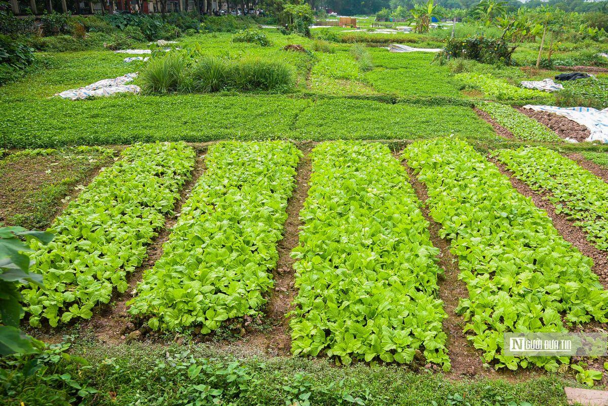 KĐT nghìn tỷ của liên danh HANHUD - LCG - thành nơi trồng rau, đổ rác
