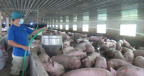 Giá thịt lợn thất thường: Điều hành tù mù?