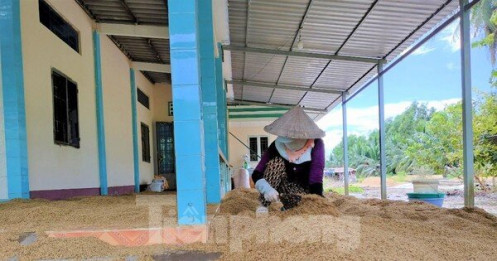 Lý do hàng nghìn tấn lúa Việt Nam ngon nhất thế giới bị 'om' trong mưa nắng