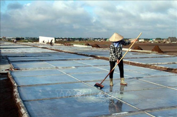 Nam Định sản xuất muối sạch phục vụ xuất khẩu