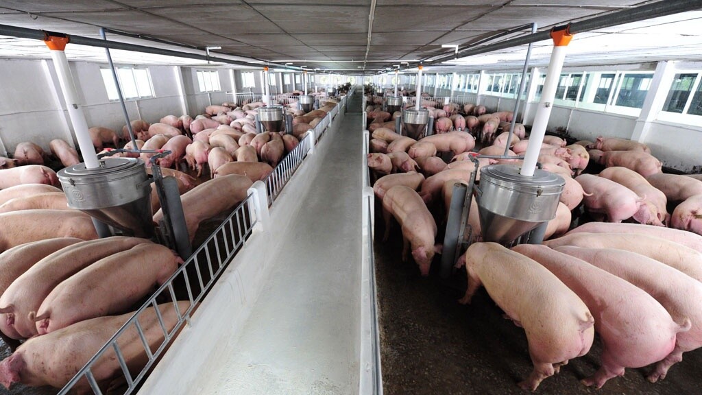 Nghịch lý:Giá thịt lợn "rơi tự do" dù đang trong cao điểm tiêu thụ Tết