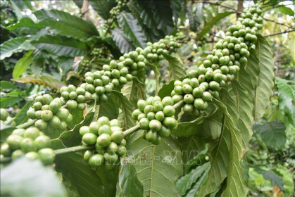 Khối lượng cà phê bền vững chiếm từ 40-50%