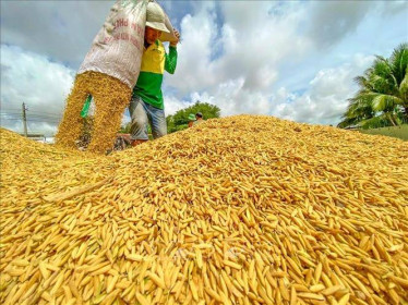 Giá gạo Việt Nam cao nhất kể từ tháng 7/2021