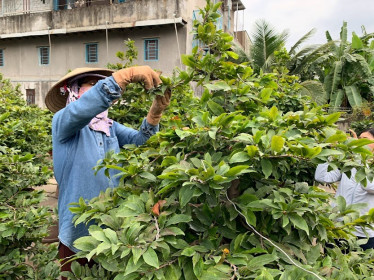TP Hồ Chí Minh: Các nhà vườn trồng mai tất bật vào mùa phục vụ thị trường Tết