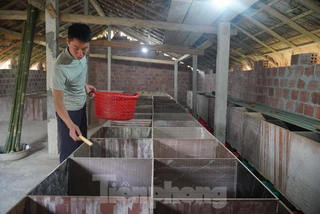 Khởi nghiệp nuôi dúi, chàng trai 9x thu lãi hàng trăm triệu đồng/năm