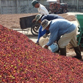 Đắk Lắk: Sản lượng xuất khẩu cà phê năm 2022 cao kỷ lục