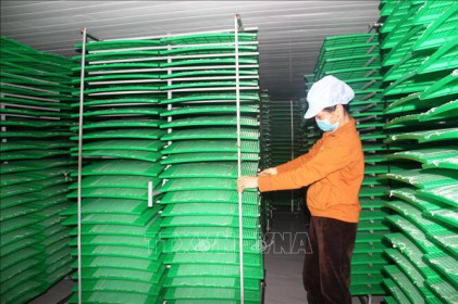 Đưa sản phẩm OCOP vào sản xuất phục vụ thị trường Tết