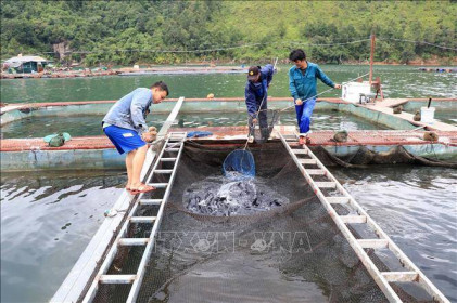 Thu nhập cao từ nuôi cá lồng ở lòng hồ Thủy điện Sơn La