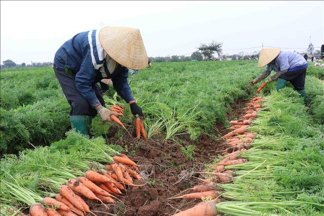 Nông dân Bắc Ninh lo lắng vì giá cà rốt giảm