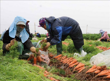 Nông dân Bắc Ninh lo lắng vì giá cà rốt giảm