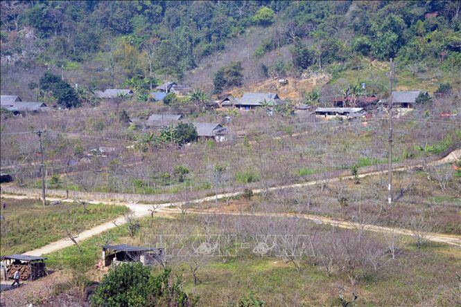 Nhiều hộ trồng đào ở Sơn La thu nhập từ 150 - 300 triệu đồng/năm