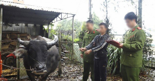 Đề nghị Bộ Quốc phòng, Bộ Công an vào cuộc chặn nhập lậu trâu bò qua biên giới