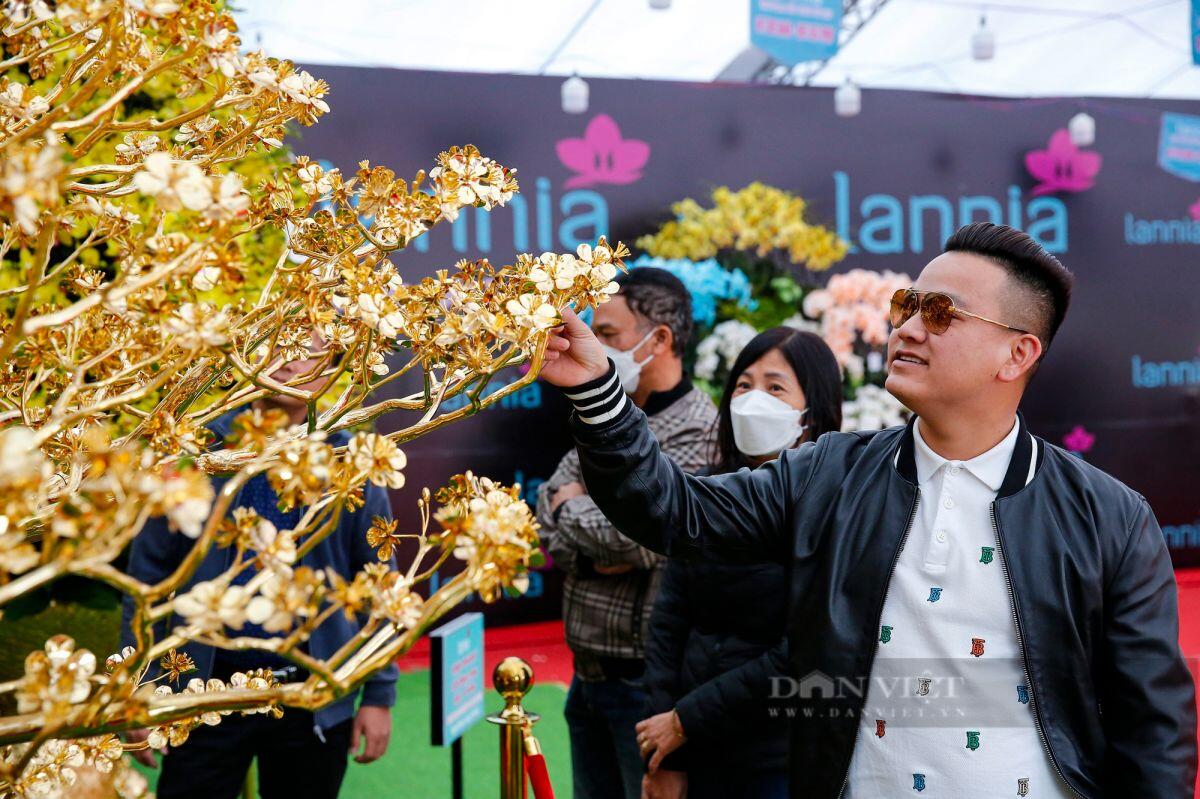 Ngắm cây mai mạ vàng 24k lớn nhất Việt Nam được chào bán 5,5 tỷ