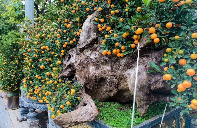 Độc đáo quất bonsai chào Tết Quý Mão 2023