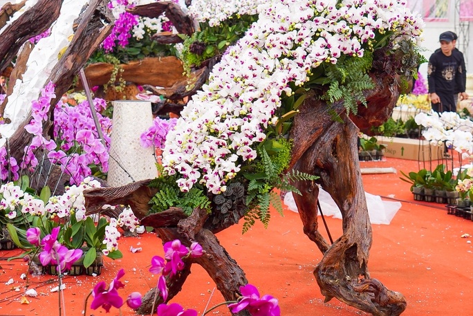 Độc đáo lan Hồ Điệp bonsai giá cả trăm triệu trưng Tết Quý Mão