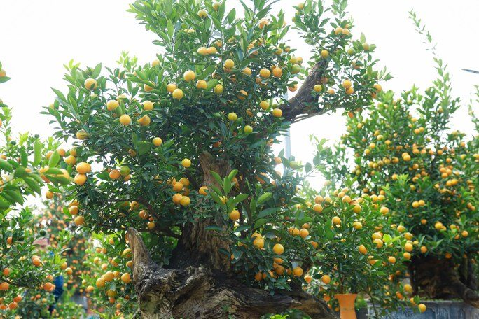 Độc đáo quất bonsai chào Tết Quý Mão 2023