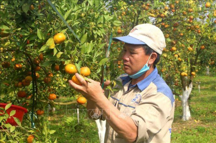 Vựa cam xứ Thanh vào mùa thu hoạch Tết