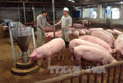 Người chăn nuôi Bà Rịa-Vũng Tàu lo lắng khi giá lợn giảm sâu, gà tiêu thụ chậm