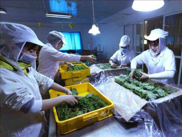 EU gỡ bỏ kiểm soát một số mặt hàng rau gia vị của Việt Nam