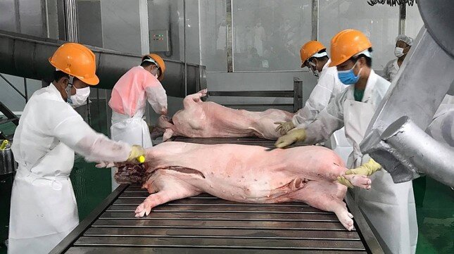 Giá lợn giảm sâu đẩy nhiều đại gia chăn nuôi vào thua lỗ