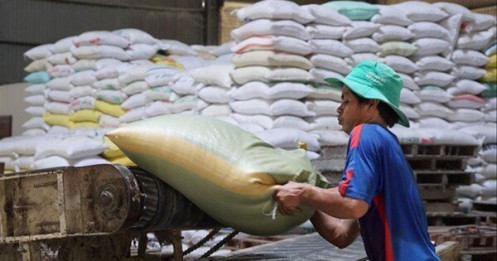 Vì sao xuất khẩu gạo 'phá' kỷ lục nhưng lợi nhuận doanh nghiệp teo tóp?