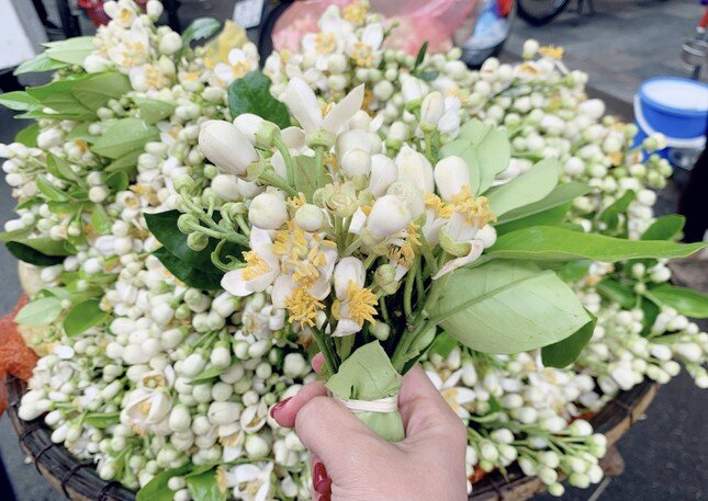 Hoa bưởi đầu mùa tỏa hương khắp phố Hà Nội, giá nửa triệu đồng/kg