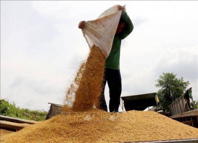Thị trường nông sản: Giá lúa giảm ở một số loại