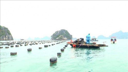 Sắp cưỡng chế tháo dỡ công trình nuôi trồng thủy sản trái phép trên vịnh Hạ Long