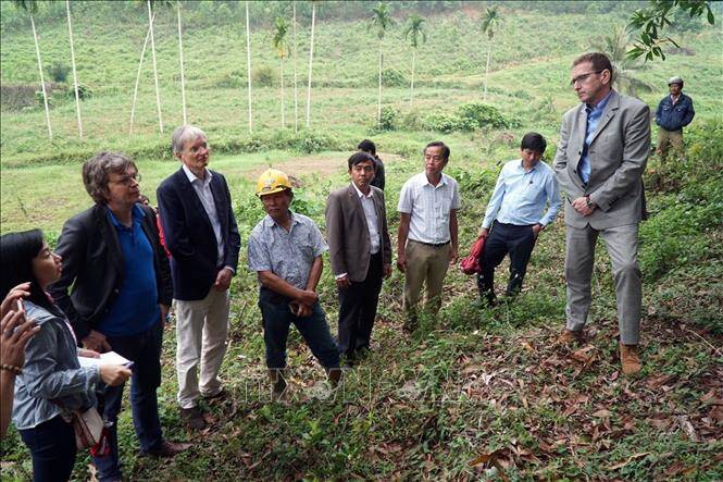 Quảng Nam: Hỗ trợ tài chính phát triển cây sâm Ngọc Linh bền vững dưới tán rừng