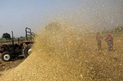 Giá gạo Ấn Độ giảm sau khi đạt mức cao nhất trong hai năm