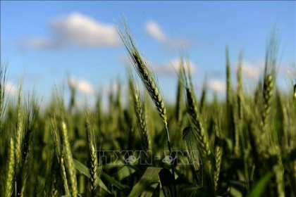 Cơ hội nào cho lúa mỳ biến đổi gen trên thị trường toàn cầu