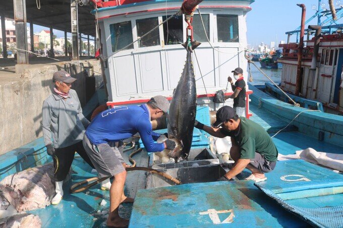 Khánh Hòa: Xuất khẩu cá ngừ "lao dốc" khiến giá thu mua giảm