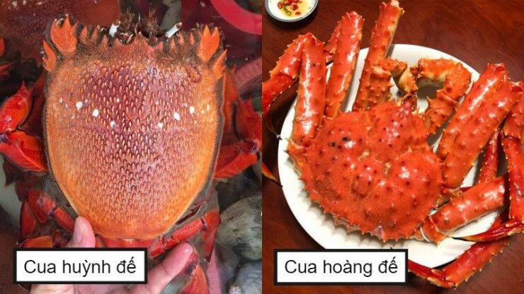 Chủ cửa hàng tiết lộ bí mật về cua hoàng đế, cua huỳnh đế