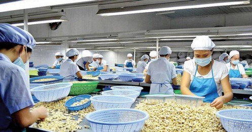 Việt Nam nhập khẩu hạt điều tăng vọt, giai đoạn bất thường tái diễn?