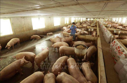 Giá lợn hơi tiếp tục lao dốc