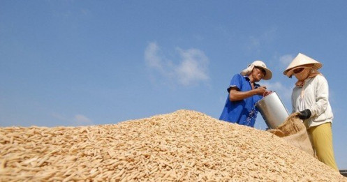 Ngân hàng Nhà nước chỉ đạo đẩy mạnh cho vay kinh doanh thóc, gạo