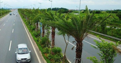 Nhiều cán bộ của Hà Nội bị đề nghị xử lý trong vụ 'thổi giá cây xanh'