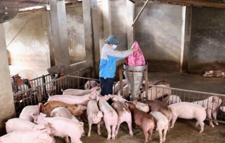 Giá thịt lợn thấp, ngành chăn nuôi làm gì trong cơn "bão kép"?