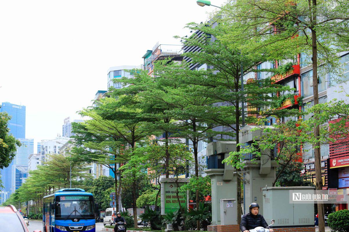 Cận cảnh hàng cây xanh nhập lậu được trồng tại các tuyến phố ở Hà Nội