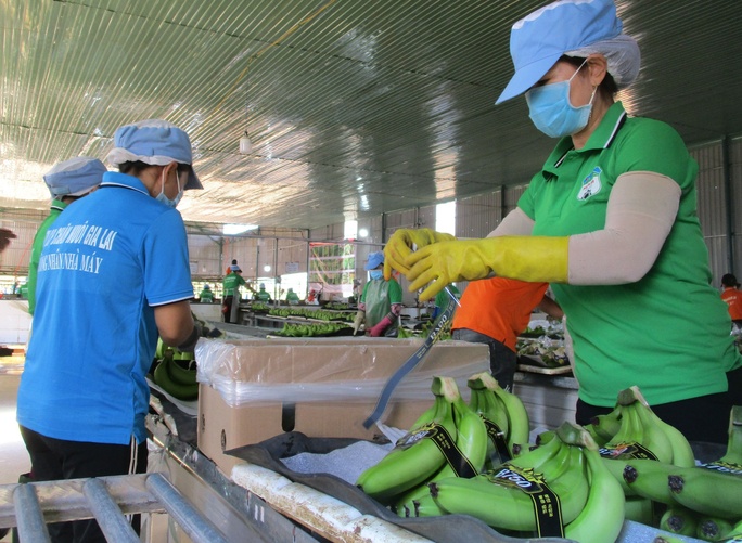 Ngỡ ngàng với thu nhập của "công thần" dự án heo ăn chuối