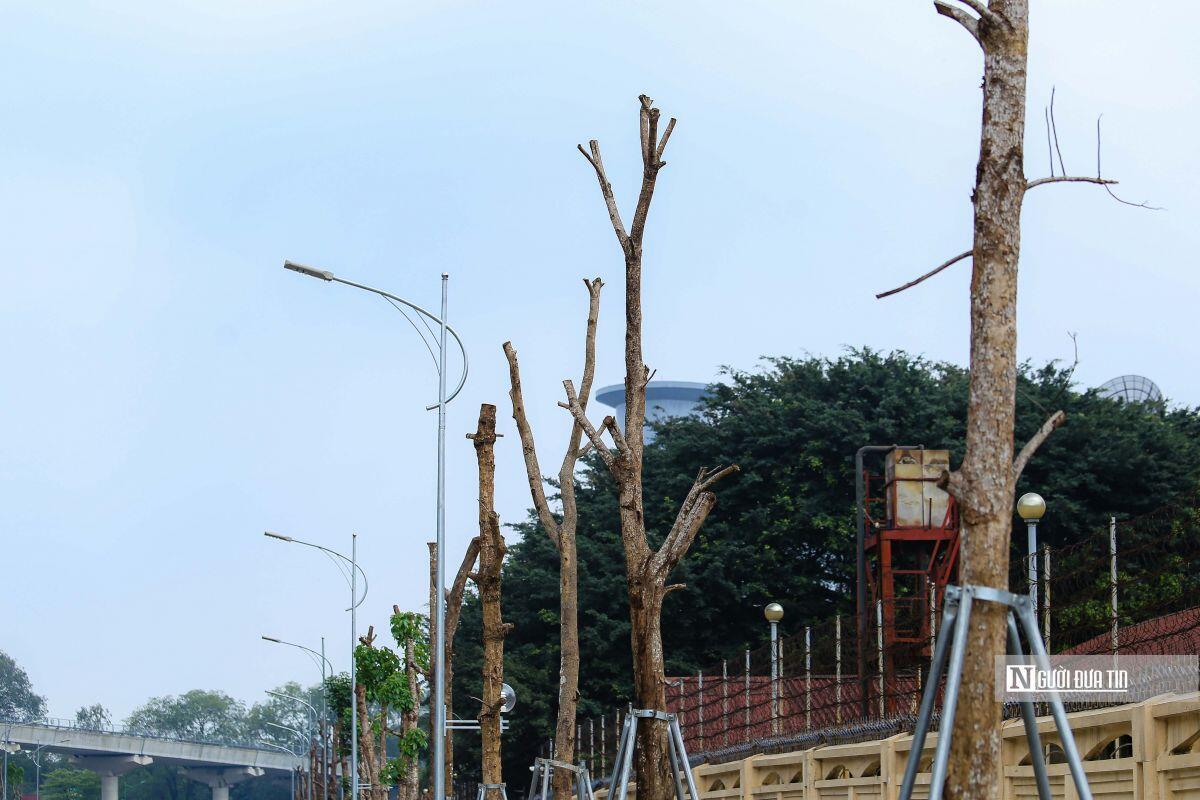Chặt hạ hàng cây tiền tỷ mới trồng trên đường Huỳnh Thúc Kháng kéo dài