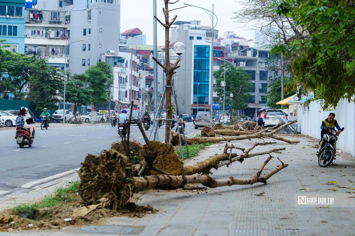 Chặt hạ hàng cây tiền tỷ mới trồng trên đường Huỳnh Thúc Kháng kéo dài