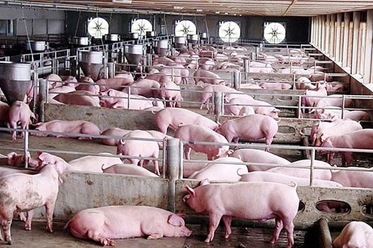 Giá lợn hơi tiếp tục "lao dốc": Những giải pháp gỡ khó